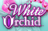 White Orchid